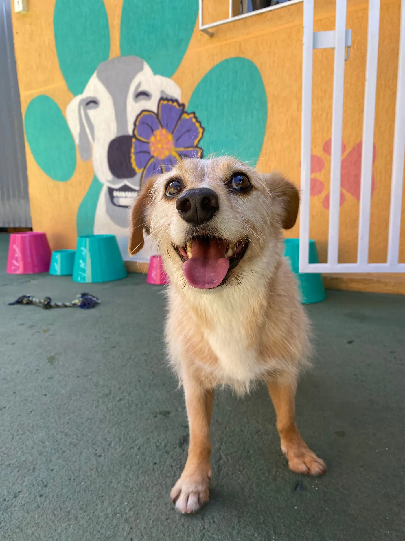 Cão sorrindo em frente ao mural colorido da Crechorro